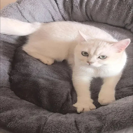 Very Soft Warm Dog Bed Pets Basket Cat House